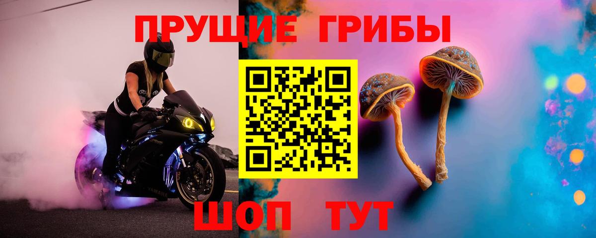 Псилоцибиновые грибы Psilocybe Каспийск